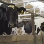 Maine sustainable dairy project one of 15 awarded funds by USDA