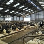 Market signals suggest milk price rise on way