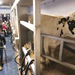 Michigan Dairy Farm Leader Highlights Need for Market Access Opportunities for U.S. Dairy in a Farmers for Free Trade Virtual Townhall