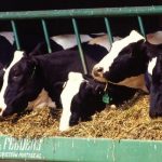 Milk production up in September