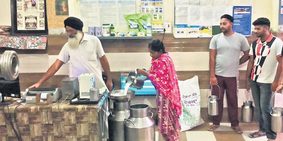 Milkfed strengthens Punjabs dairy sector with network of over 6474 producers cooperative societies