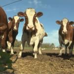 Northeast Wisconsin small dairy farmers facing challenges