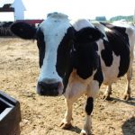 Residents environmental groups win lawsuit over wetland determination at large dairy farm