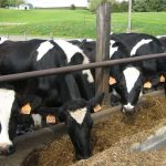 Study reveals national sensitivity of US dairy systems to extreme heat and cold