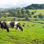 Supply chain disruptions impacting dairy farmers amid ongoing COVID related issues