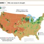 Thirty nine percent of dairy cows in ‘drought areas