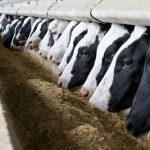 U.S. Dairy Cows Too Expensive to Feed Causing Herd to Plummet