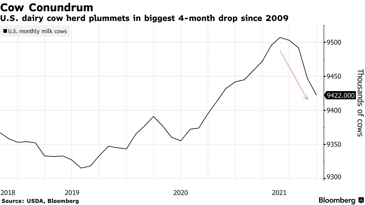 U.S. Dairy Cows Too Expensive to Feed Causing Herd to Plummet1