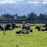 UK New Zealand trade deal a blow for British dairy