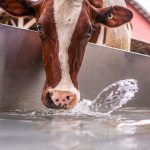 What is sustainable milk