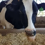 World record holder cow giving 18208 liters of milk