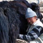 yak milk