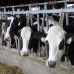 500 cattle died in flooding in Abbotsford and Yarrow