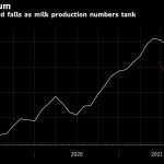 American Cows Are Making Less Milk as Farmers Cut Back on Feed