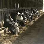 B.C. dairy farmers working to replenish milk supply after flooding