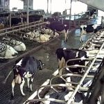 B.C. farm has dairy licence suspended amid animal cruelty allegations