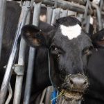 B.C. milk board conditionally reinstates dairy farm licence after investigation