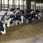 Connecticuts largest dairy farm taps into energy markets with a plentiful supply of cow manure