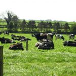 Dairy Cows in field e1528815275680