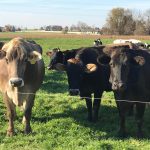 Dairy Farmer Finds Success Pasteurizing His Own Milk