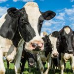 Dairy Roadmap lines up new commitments to help sector hit net zero