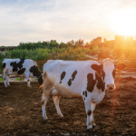 Dairy Takes a Leadership Role in Impacting Climate Change