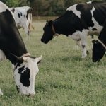 Dairy Transition project supports dairy farm innovation