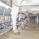 Dairy farmers struggle for consumer loyalty