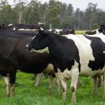 Dairy industry forum in Bega to discuss action plan