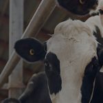 Dairy industry using ATT IoT connectivity to deliver near real time information to farmers 1