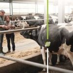 Dairy industry using ATT IoT connectivity to deliver near real time information to farmers