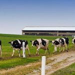 Danone ditches small dairy farms