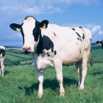 Despite inflation demand for dairy products continues to grow