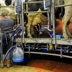 Good Hygiene on the Farm Keeps Dairy Customers Happy