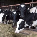 Higher milk prices wont be good news for consumers or the dairy industry