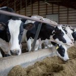 Iowas dairy industry faces challenges from supply chain disruptions