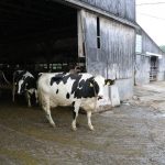 Lets get Vermont organic dairy in Vermont schools