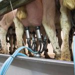 Milk buyers to pay price premium for environmental practices