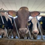 New grant opportunities announced for Vermont dairy farmers producers