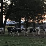 Small routine changes mean larger milk flow in dairy cows