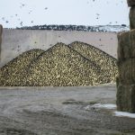 Starling Swarms Pose Severe Impacts for Pennsylvania Dairy Farmers