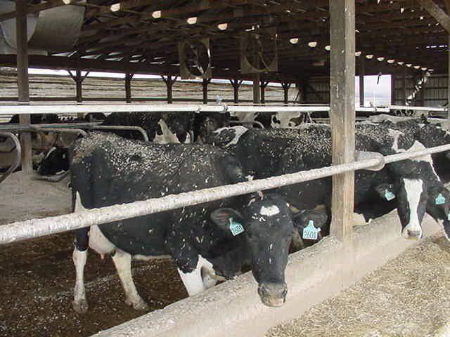 Starling Swarms Pose Severe Impacts for Pennsylvania Dairy Farmers2