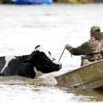 Thousands of farm animals dead in B.C. floods agriculture minister says