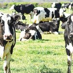 Top 5 of dairy farmers named