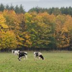 scottish dairy cows TS