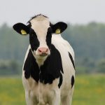 vaca holstein 1024x786 1