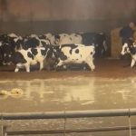 B.C. dairy industry filling most of its orders despite impact of floods