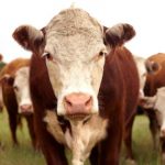 Beef dairy farmers win with new processing plants