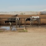 California Dairy Farmers Struggle to Stay