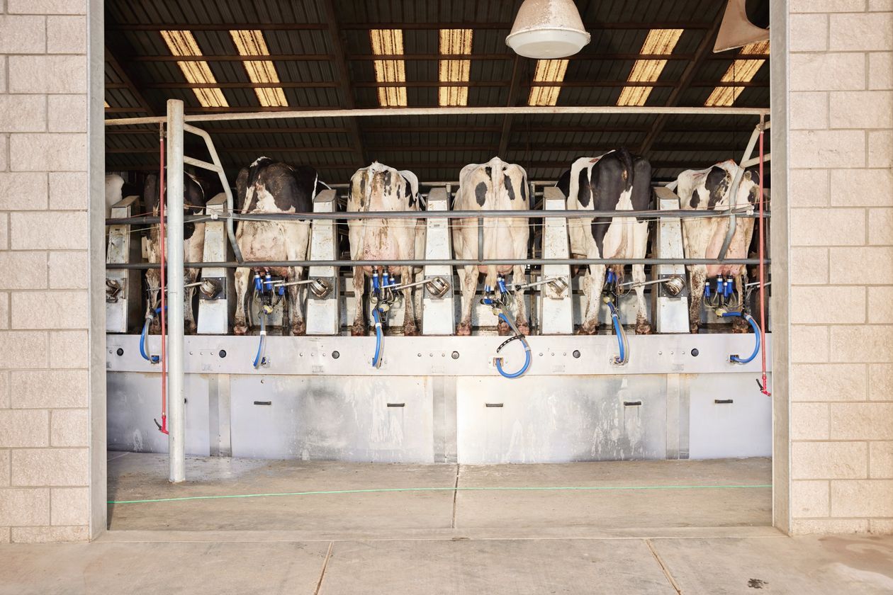 California Dairy Farmers Struggle to Stay4